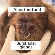 burst anal glands dr hart
