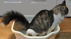 cat in litter box