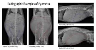 xray pyometra