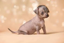 hairless puppy