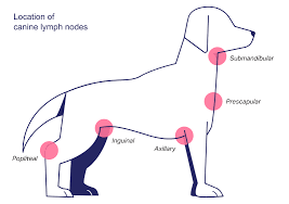 lymphoma in dogs