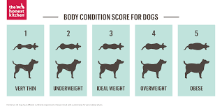 body score chart dogs