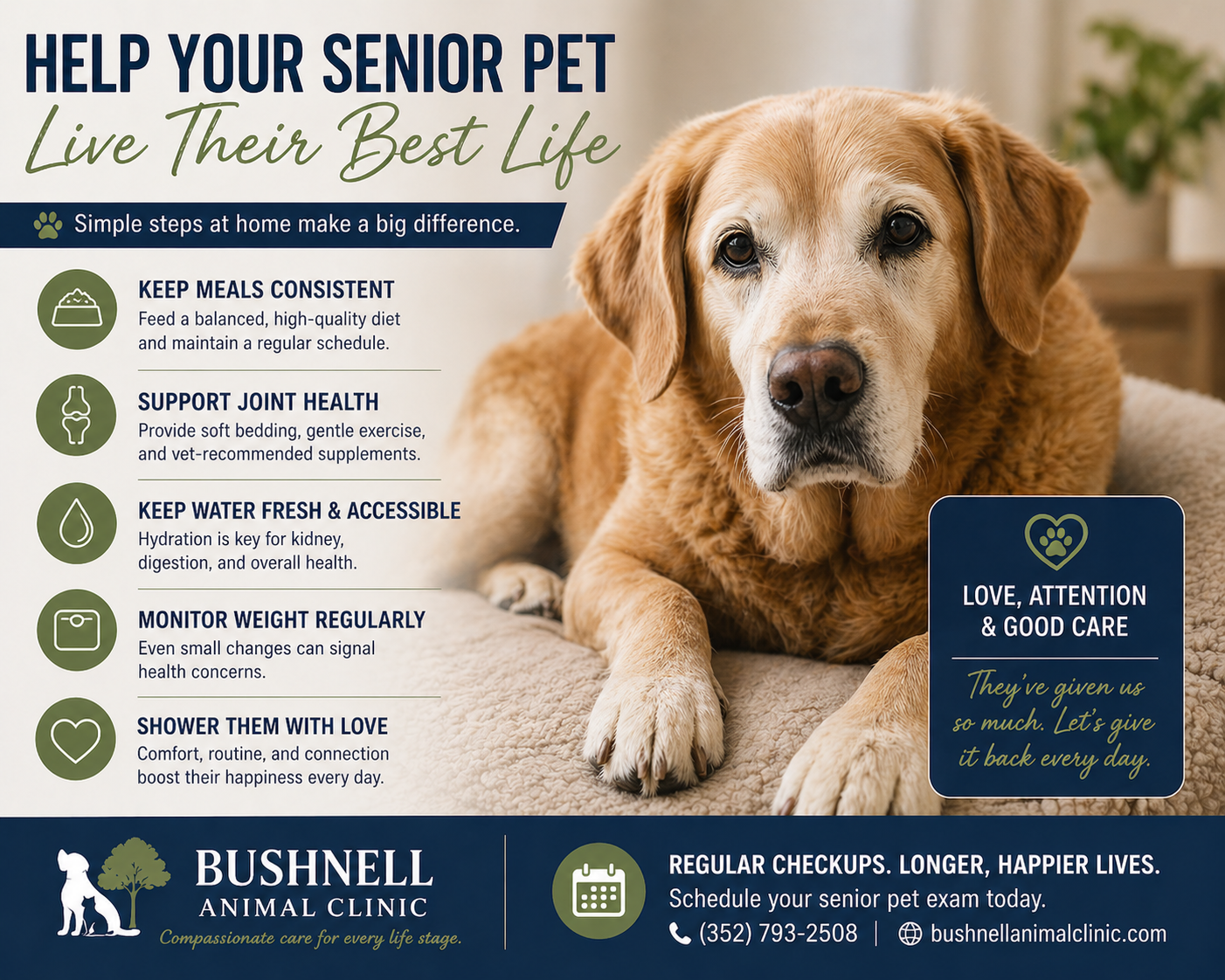 helping your older pet