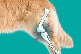 dog in pain