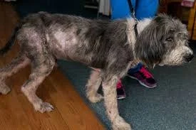 hairloss base of tail