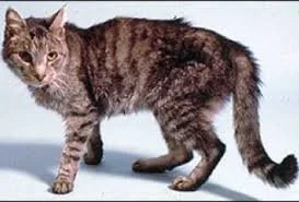 weight loss in a cat