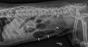 intestinal blockage in a dog