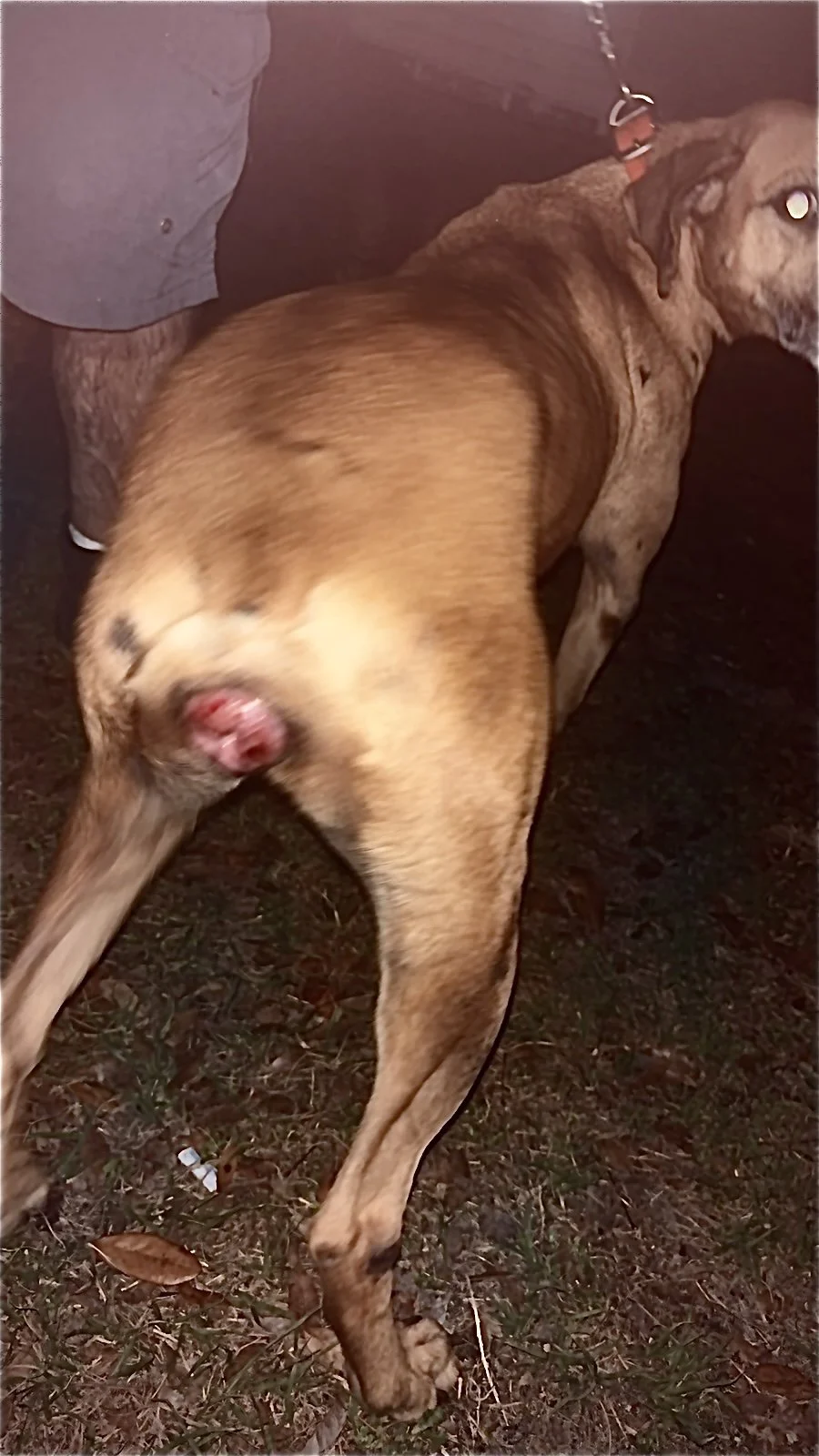 dog with vaginal prolapse