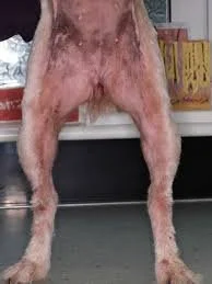 dermatitis on belly dog flea bites