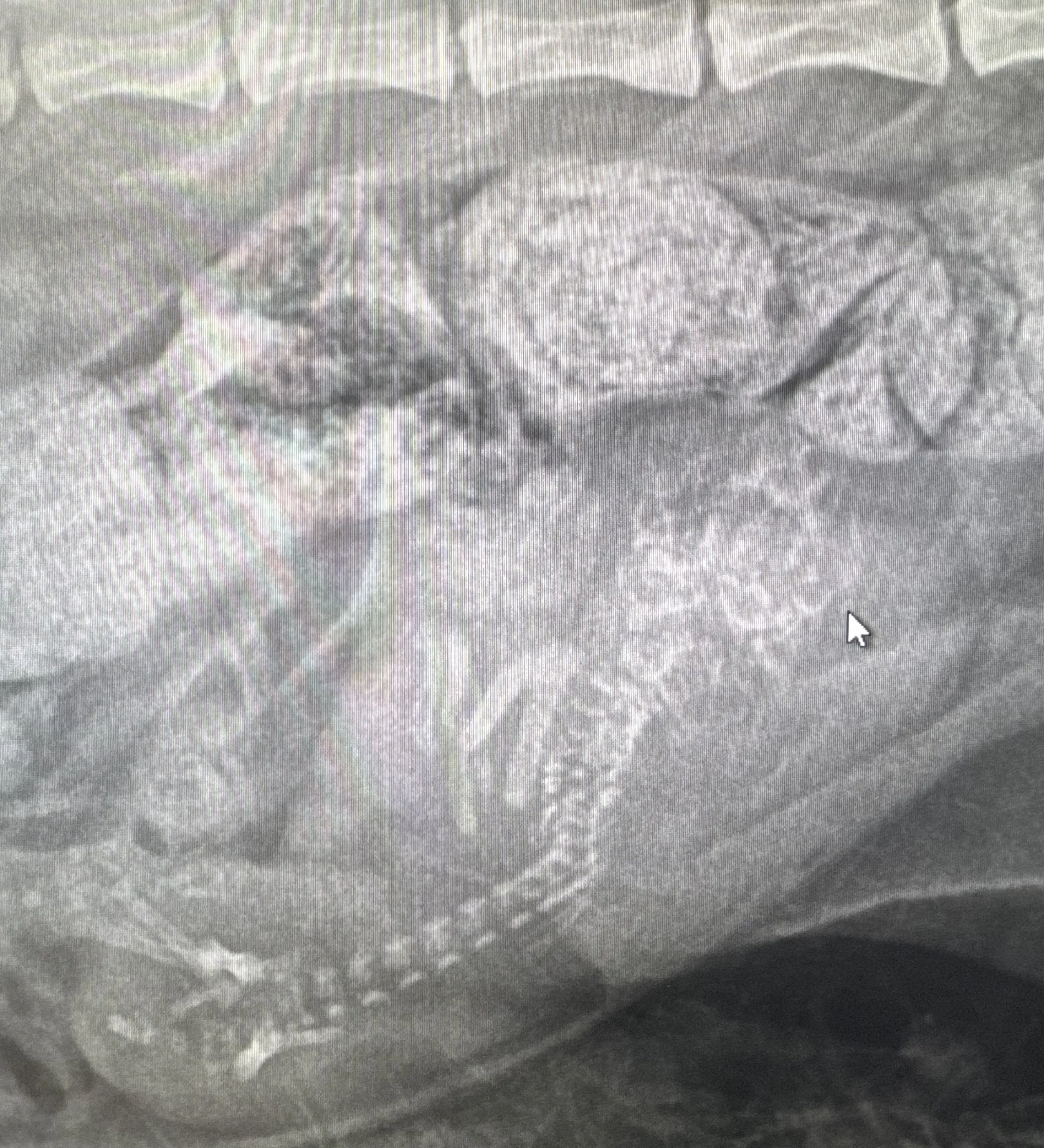 x-ray of cat fetus 65 days old