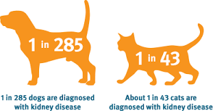 dog and cat renal percentage