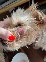 canine tooth abscess