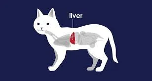 liver placement in a cat