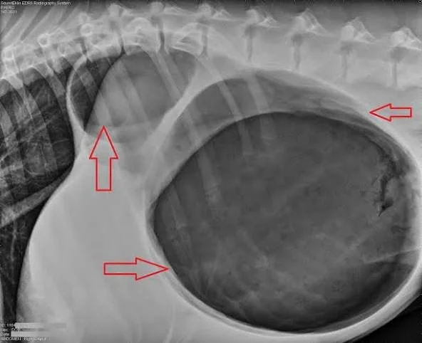 canine bloat