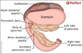 pancreas location in a dog