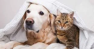 older dog and cat
