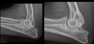 dog elbow arthritis