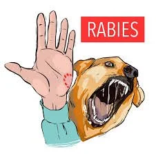 dog with rabies