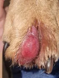 dog interdigital cyst