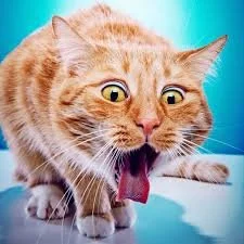 cat throwing up bushnell fl