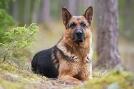 German shepherd