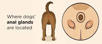 anal gland location dr hart