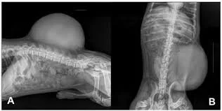 xray of skin mass bushnell animal clinic