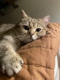 cat with diarrhea bushnell vet