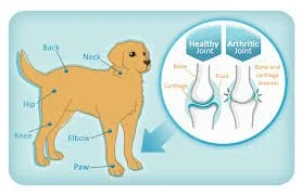 arthritis dogs