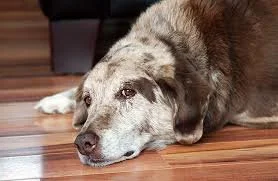 sick older dog dr hart