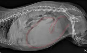 X-ray of dogs abdomen