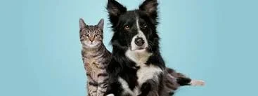 lack of grooming dog and cats