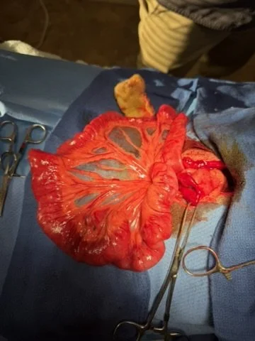 Small intestines dog