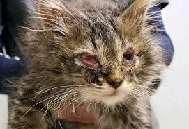 kitten with conjuntivitis