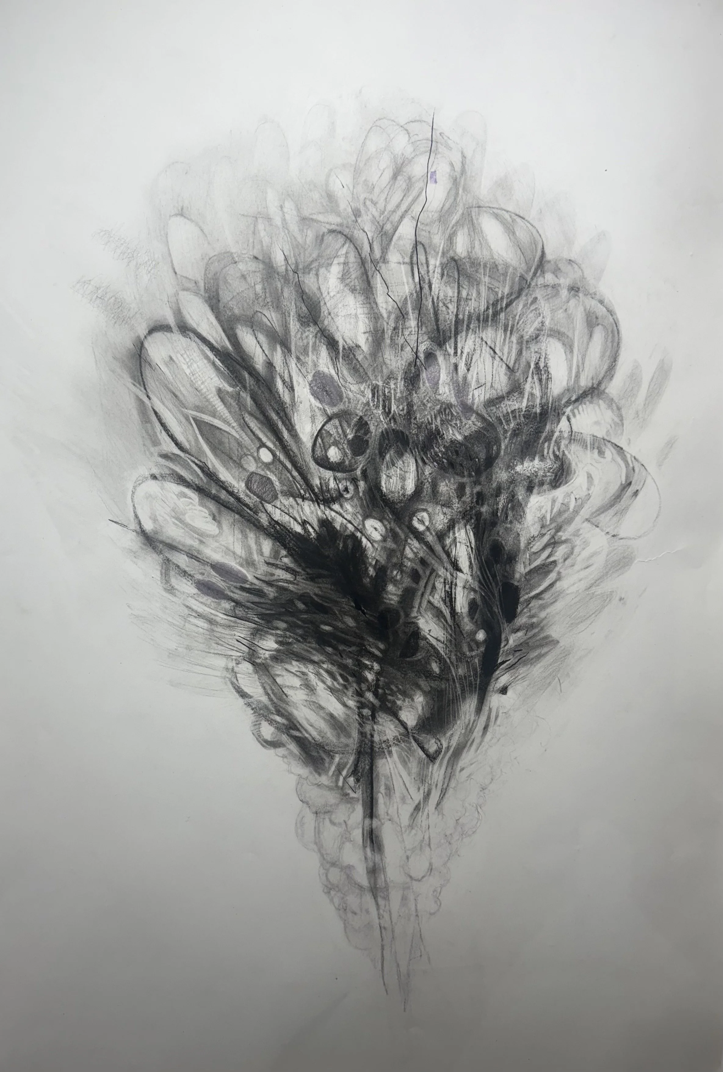 When the Chicken is Merry the Hawk is Near Charcol and Chalk on Paper 24 x 36" 2026