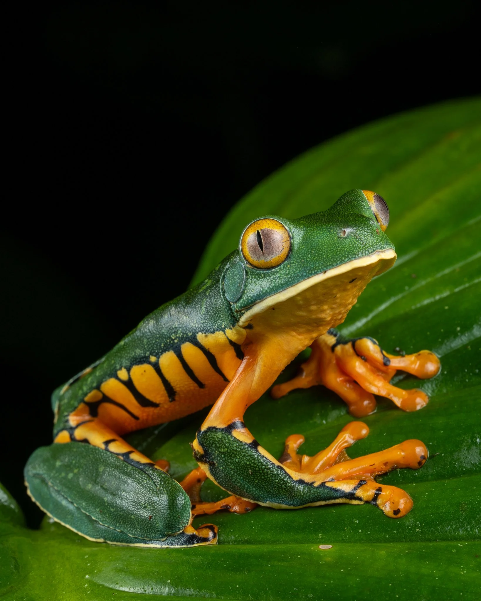 Sarapiqui Herping-40.jpg