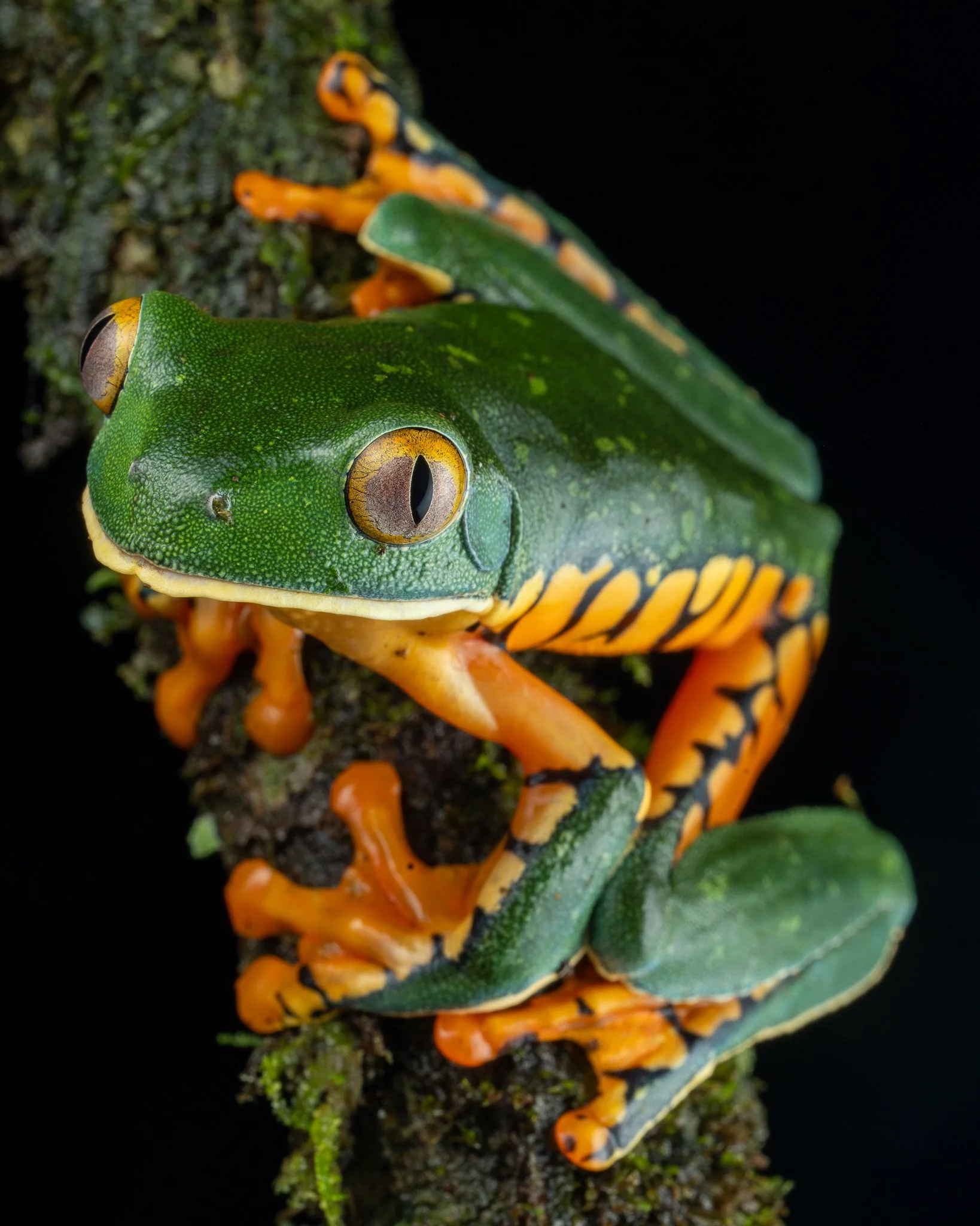 Sarapiqui Herping-36.jpg