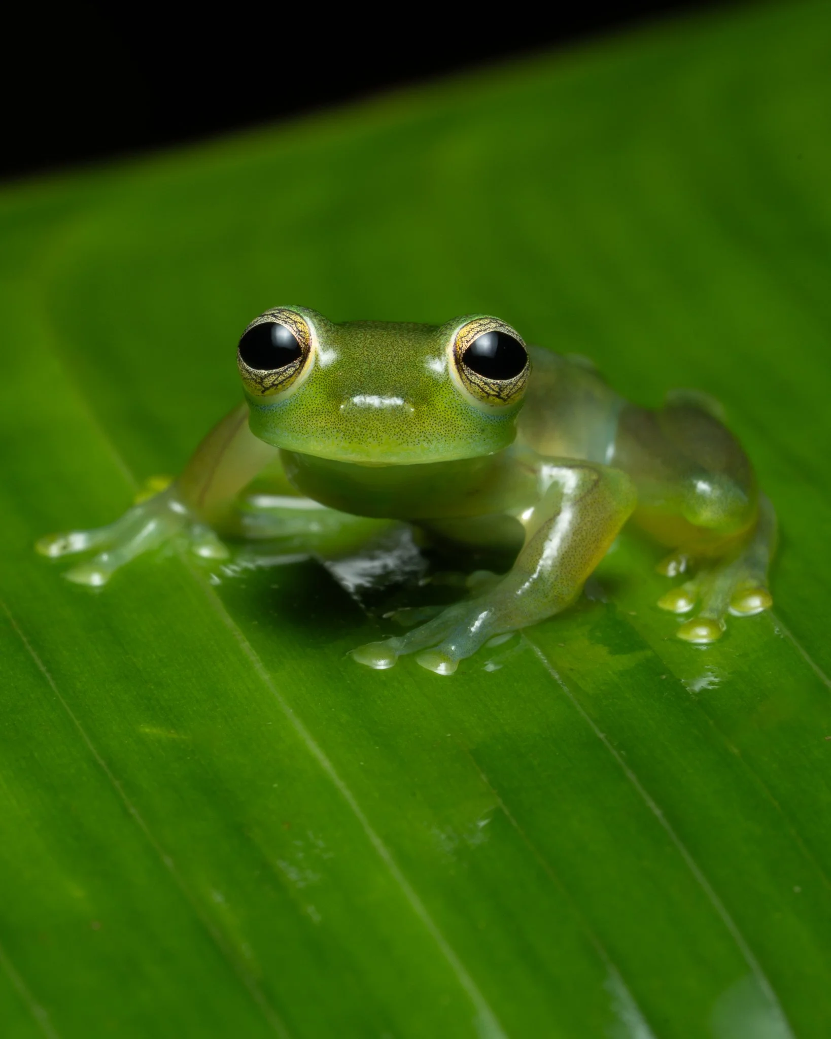 Sarapiqui Herping-6.jpg