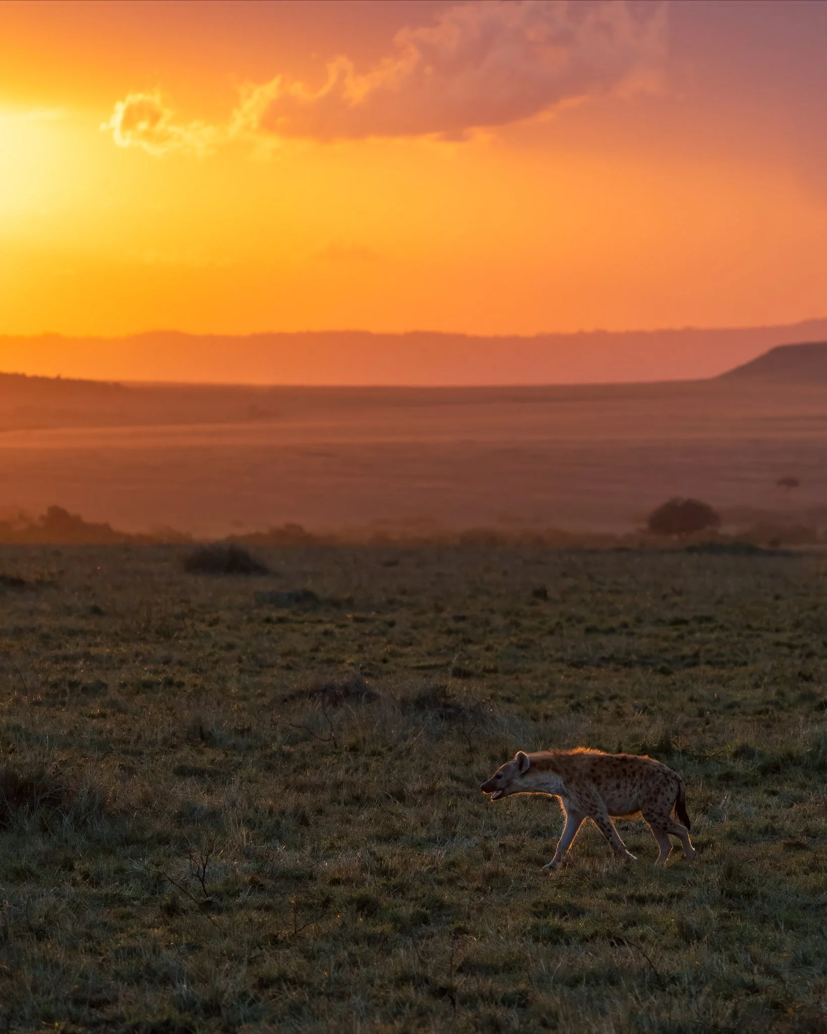Kenya Safari-8.jpg