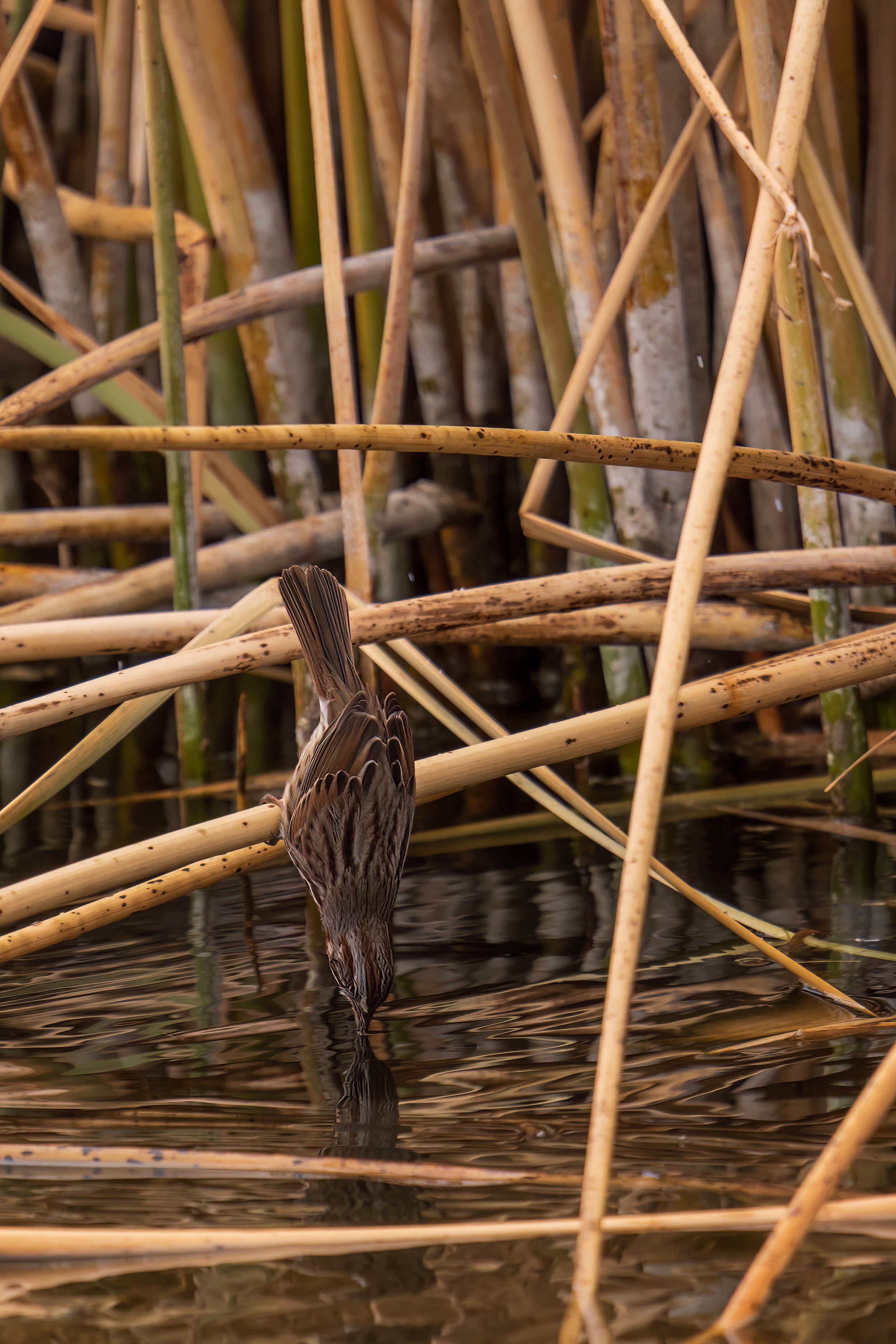 Bird Taking a Drink Wildlife-1.jpg