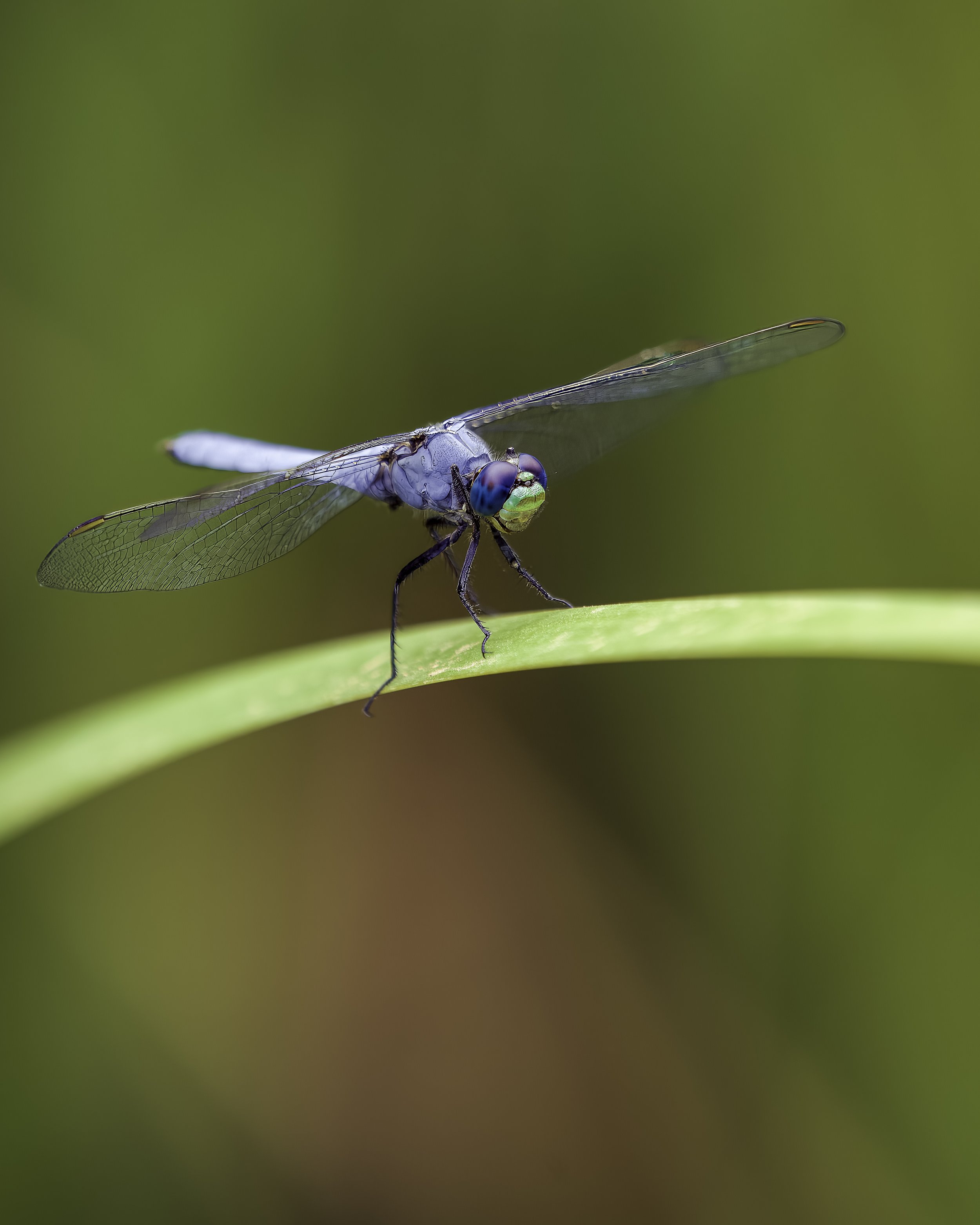 Blue_Dragonfly-1.jpg