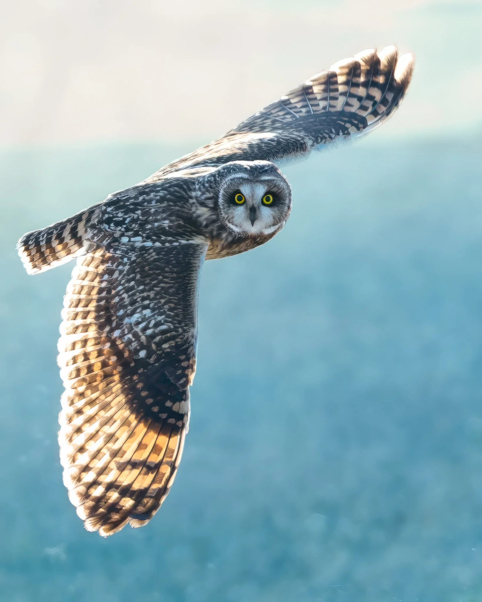 Short Eared Owl-1.jpg