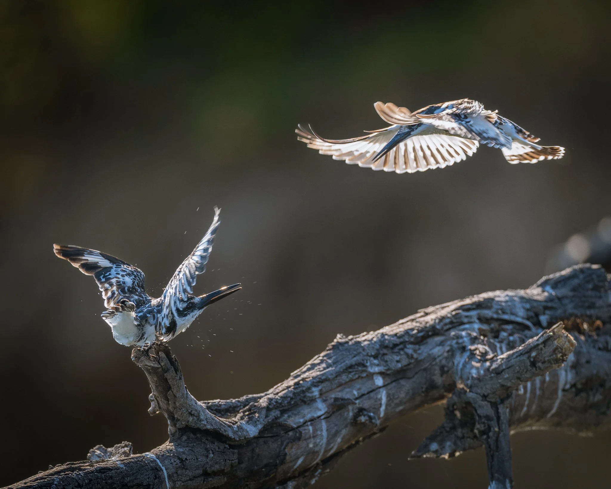 Pied Kingfisher Defends Perch-2.jpeg