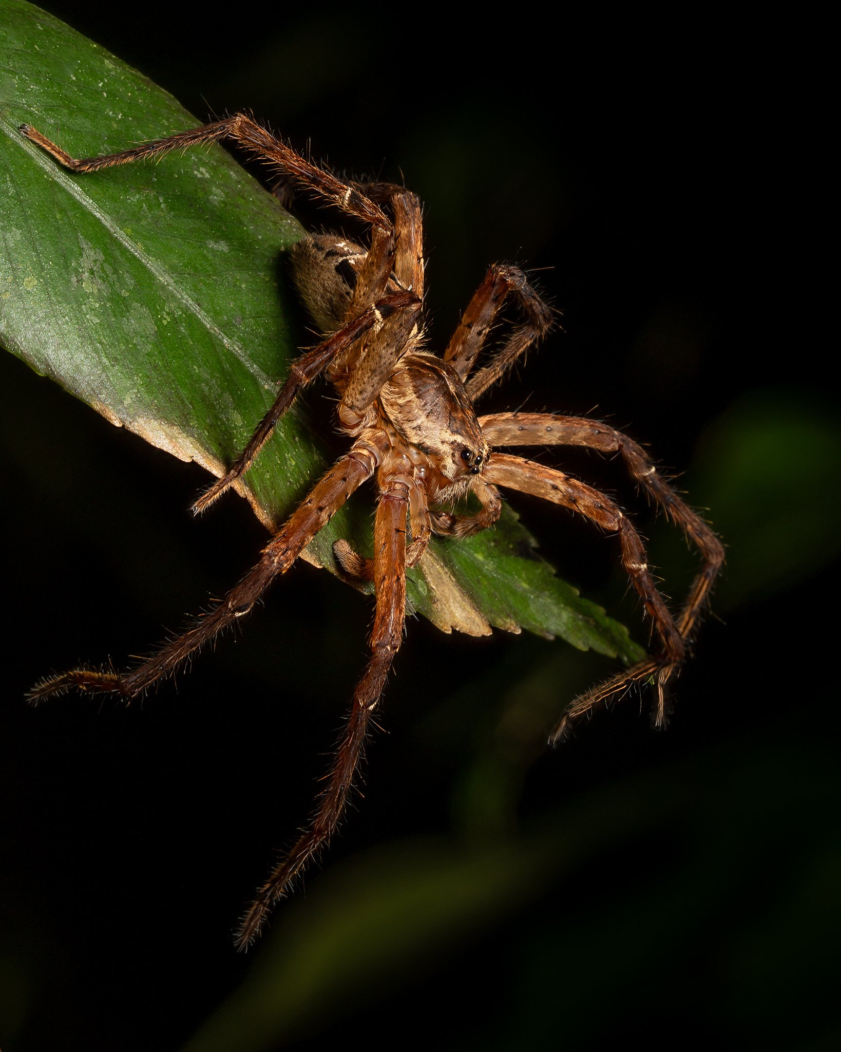 Costa Rica - Turrialba Feb 2024-8.jpg