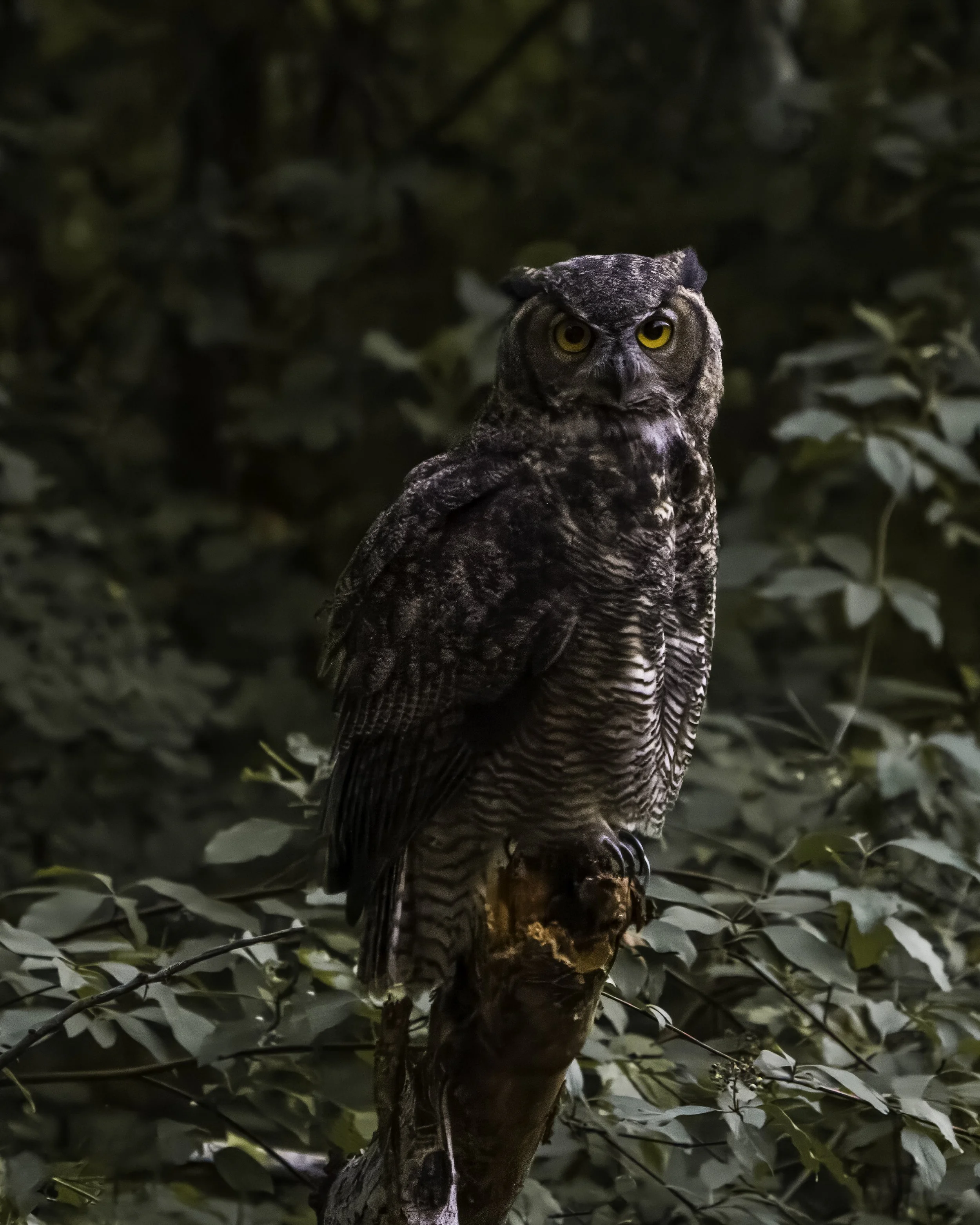 Great Horned Owl-2.jpg