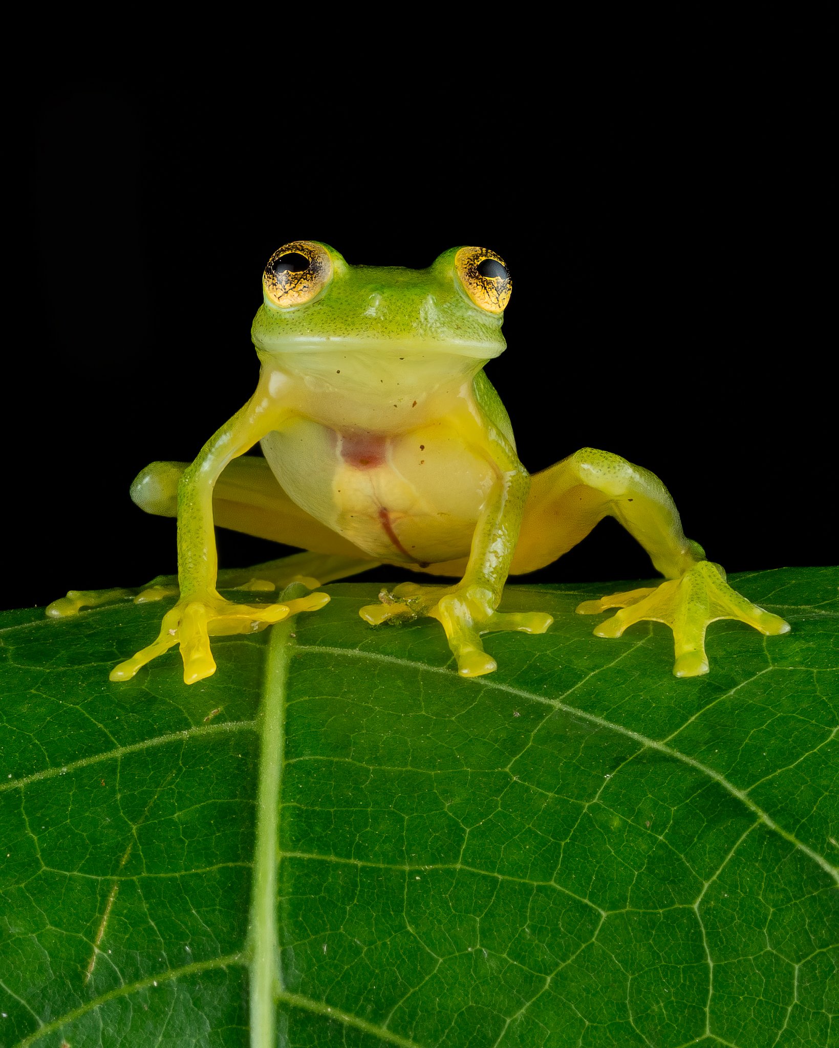 Sarapiqui Herping-15.jpg