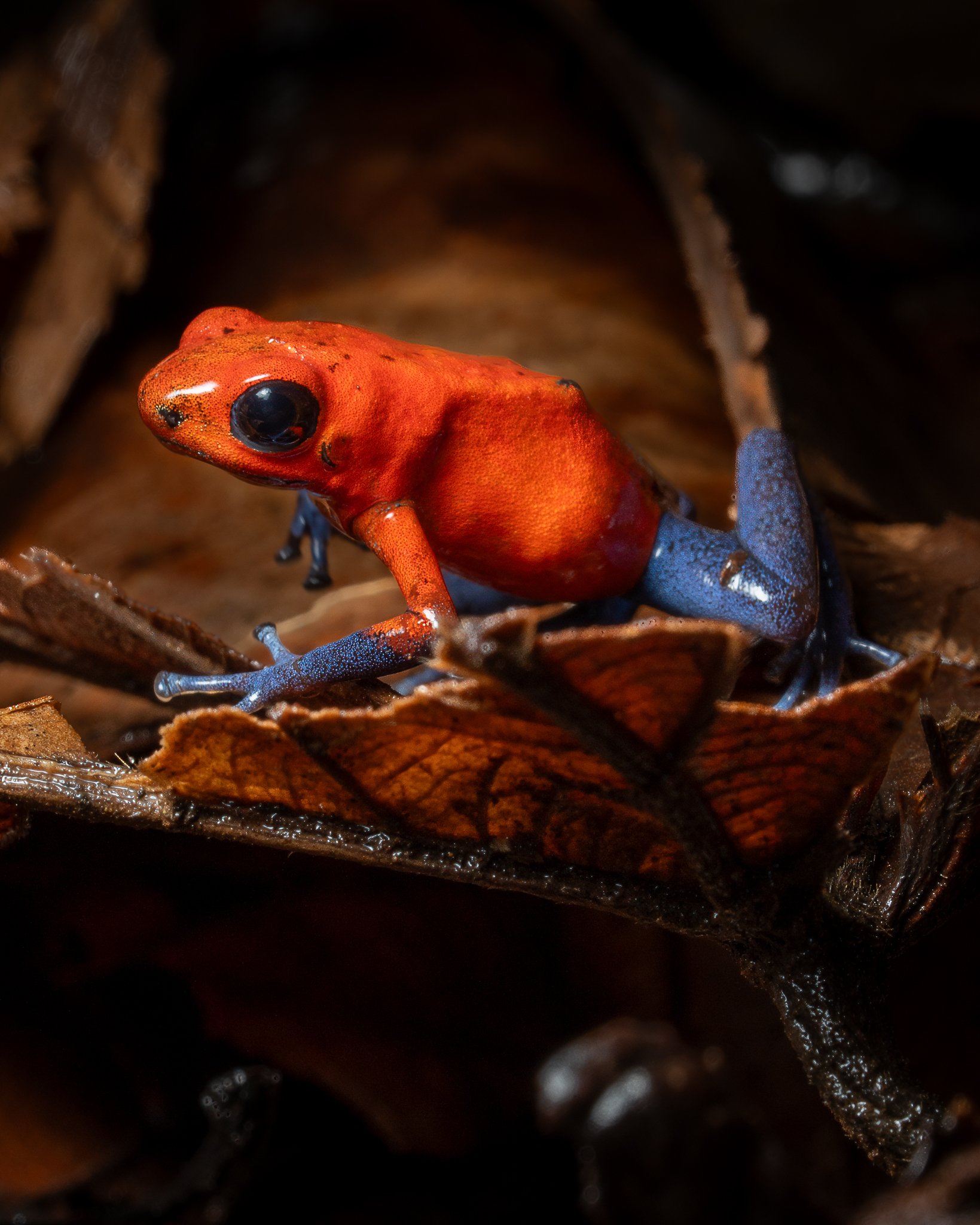 Sarapiqui Herping-10.jpg