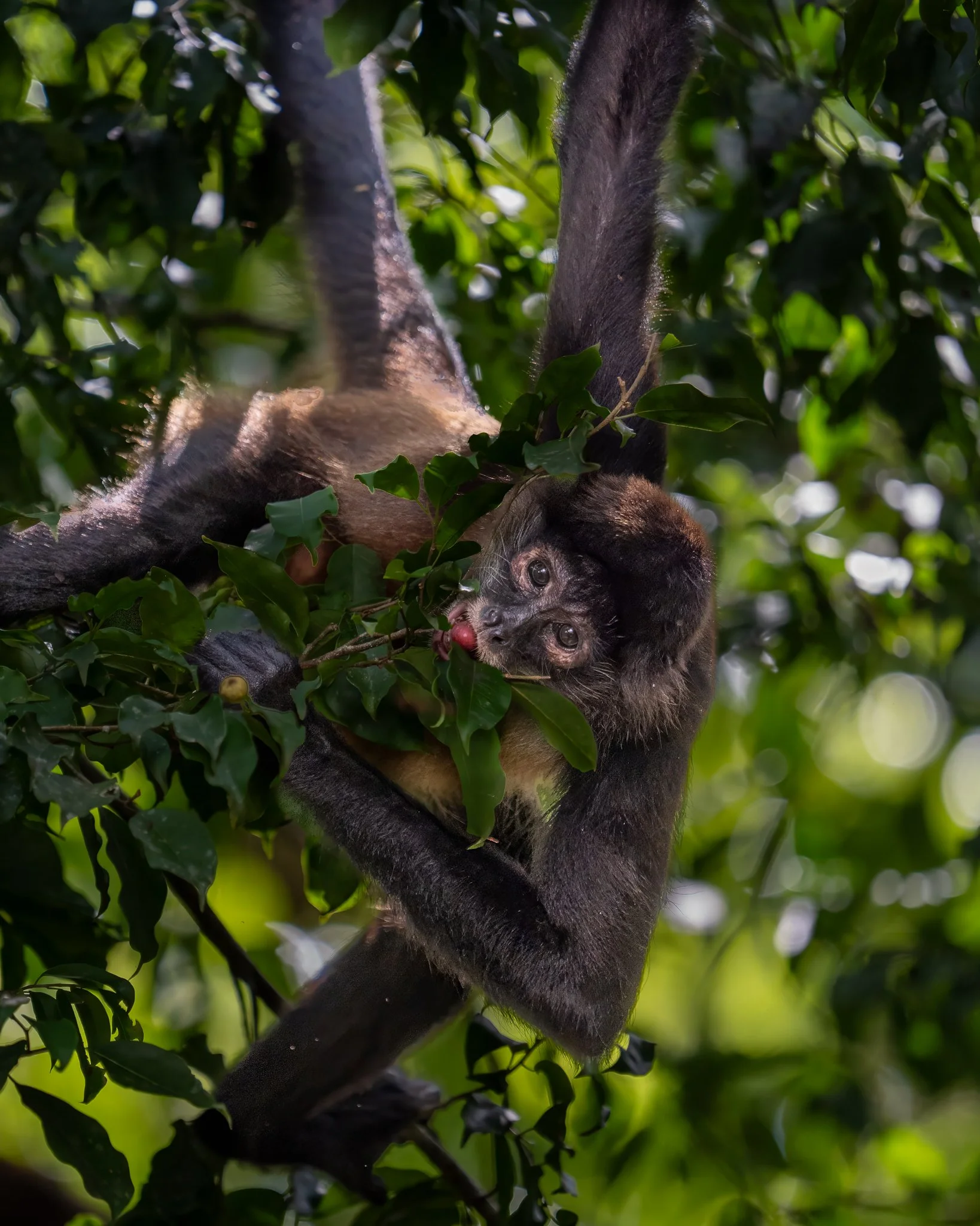 Sarapiqui Herping-32.jpg