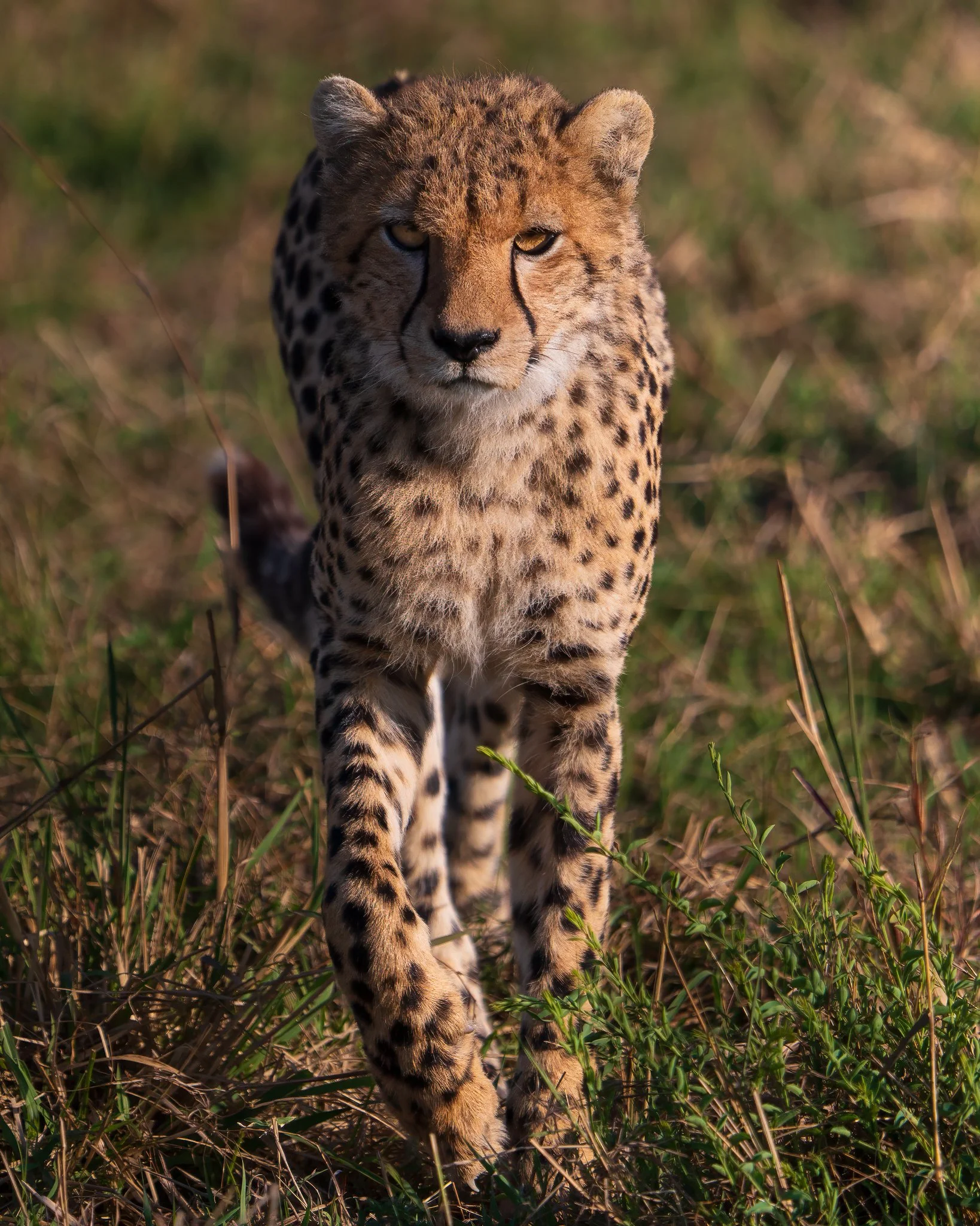 Kenya Safari-14.jpg