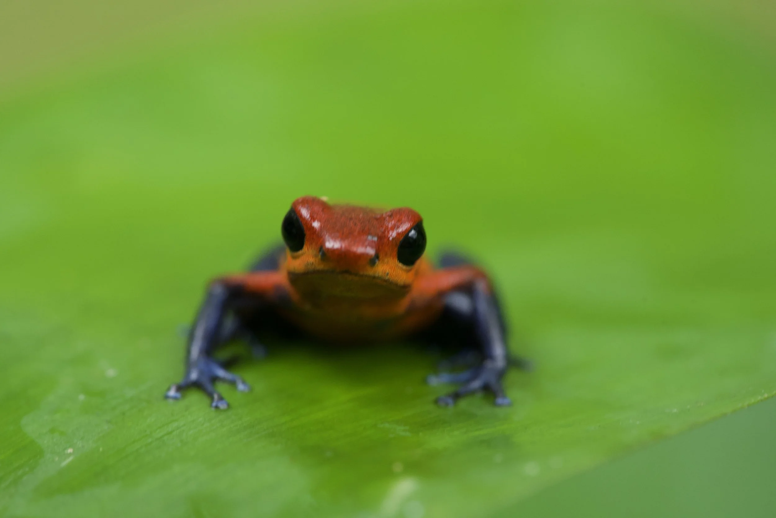 Close-up of a red and blue poison dart frog on a green leaf.